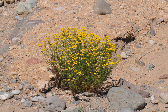 Oncosiphon piluliferum, Stinknet, Southwest Desert Flora